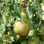 Perenboom 'Conference' vrucht